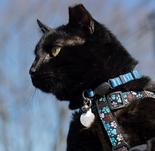 Halfdan Halfear portrait of cat