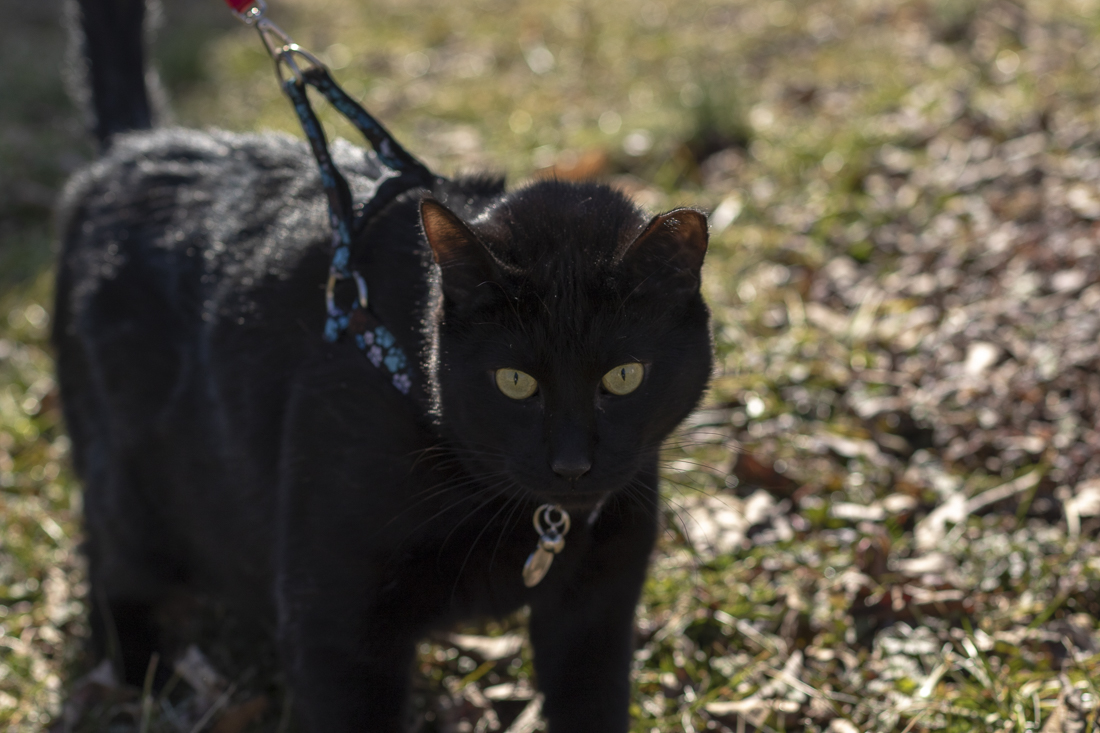 Halfdan Halfear on a walkabout in the yard.