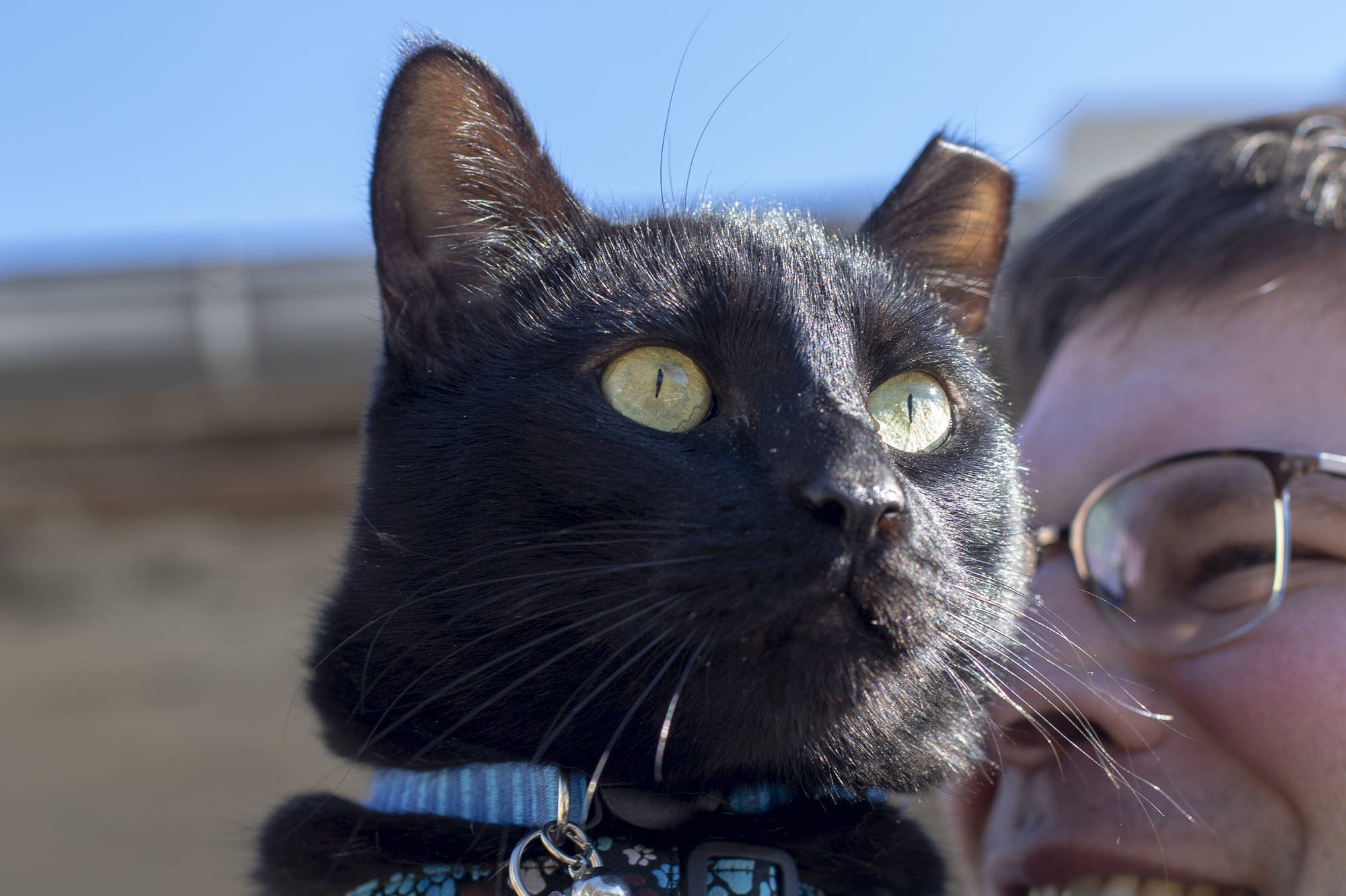 Halfdan Halfear and my social media manager