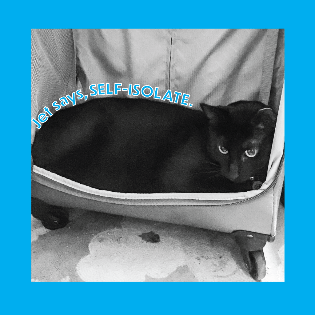 Jet self-isolating in a safe space like a suitcase